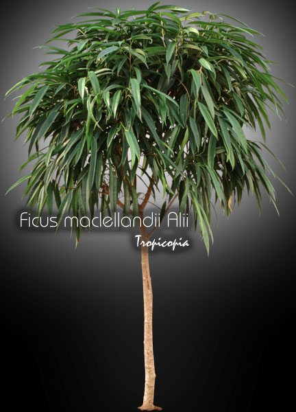Ficus - Ficus maclellandii Alii - Willow Ficus